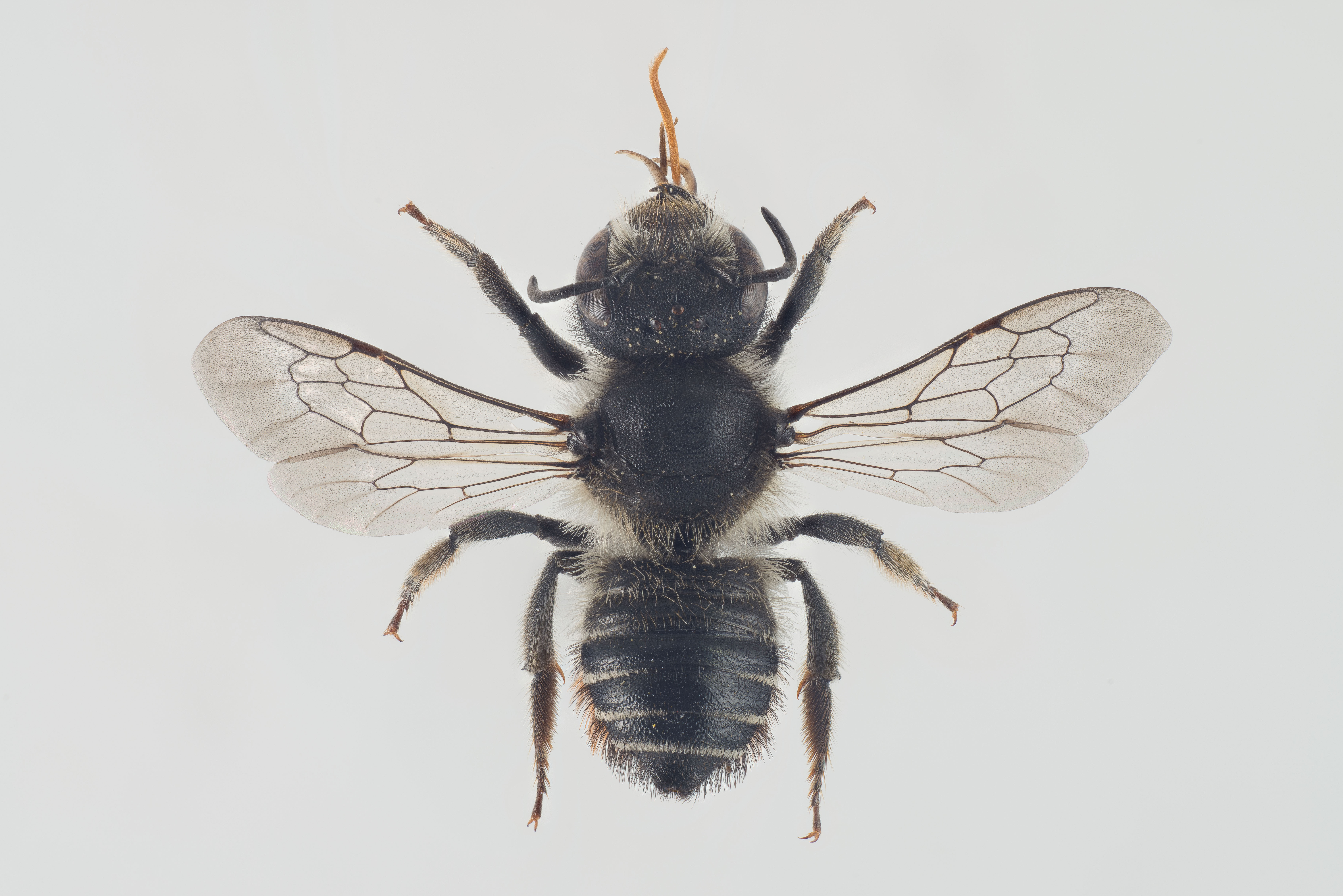 Kleine Blattschneiderbiene