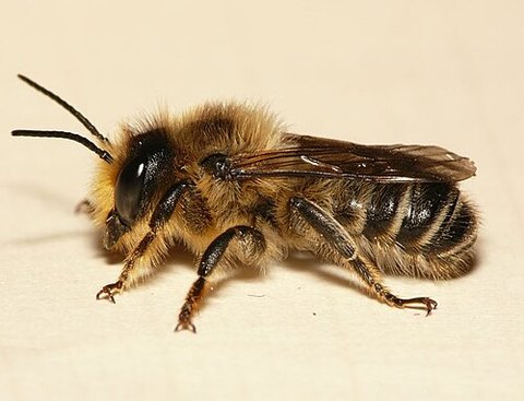 Holz-Blattschneiderbiene