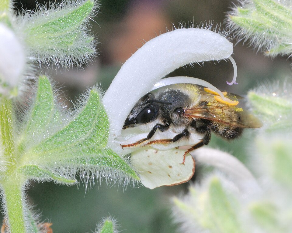 Schwarze Mörtelbiene