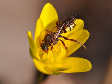 Stachelbeer-Wespenbiene