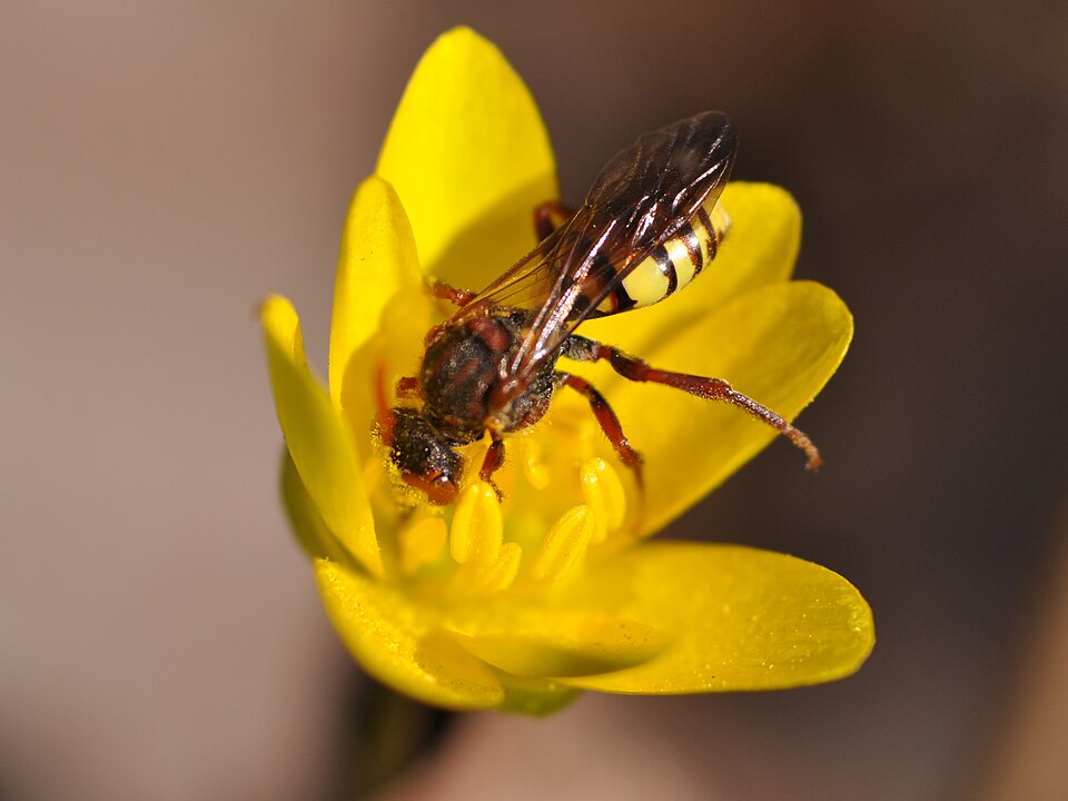 Stachelbeer-Wespenbiene