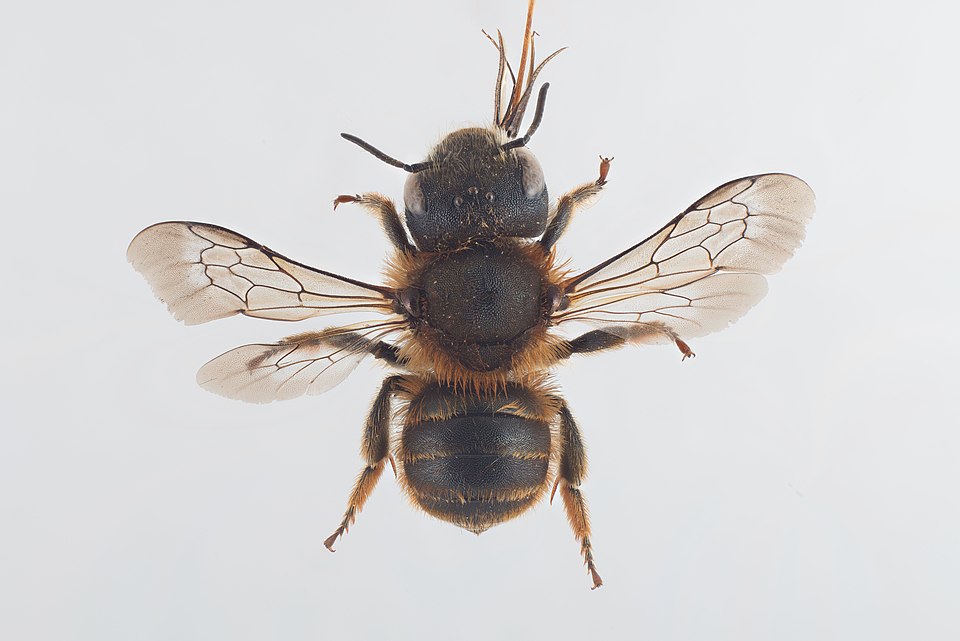 Goldene Schneckenhausbiene