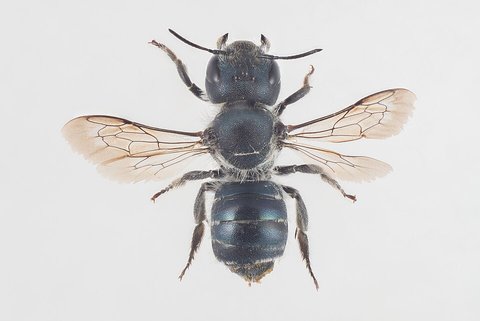 Blaue Mauerbiene