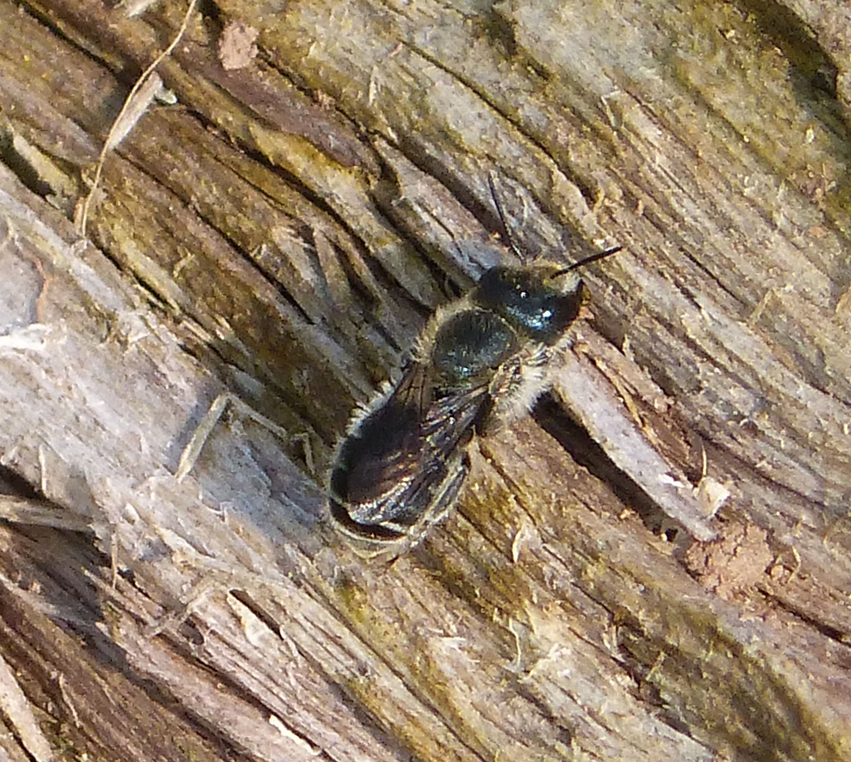 Blaue Mauerbiene