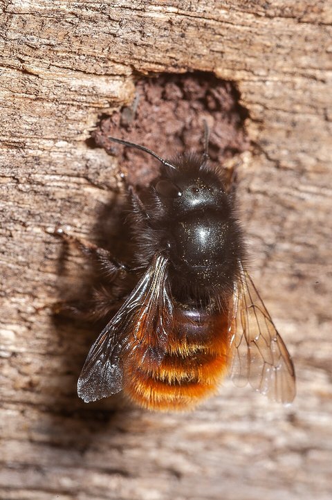 Gehörnte Mauerbiene