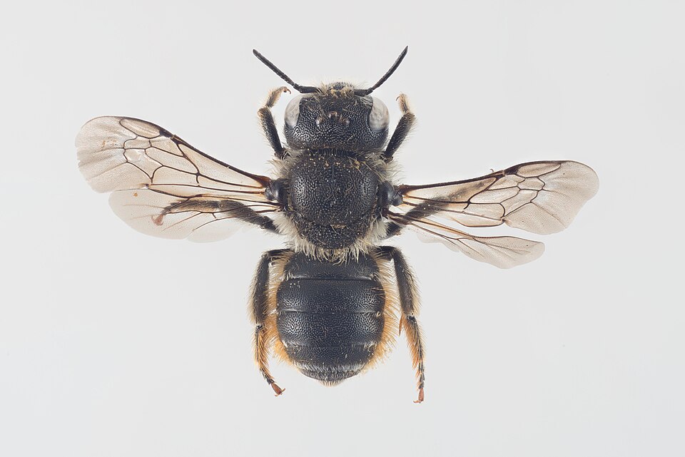 Bedornte Mauerbiene