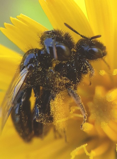 Kleine Zottelbiene