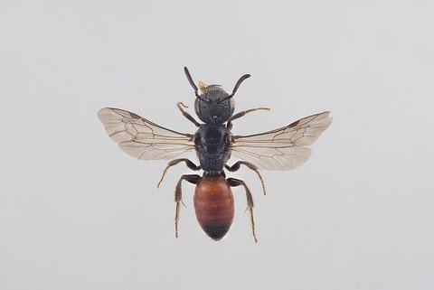Perlschnur-Blutbiene