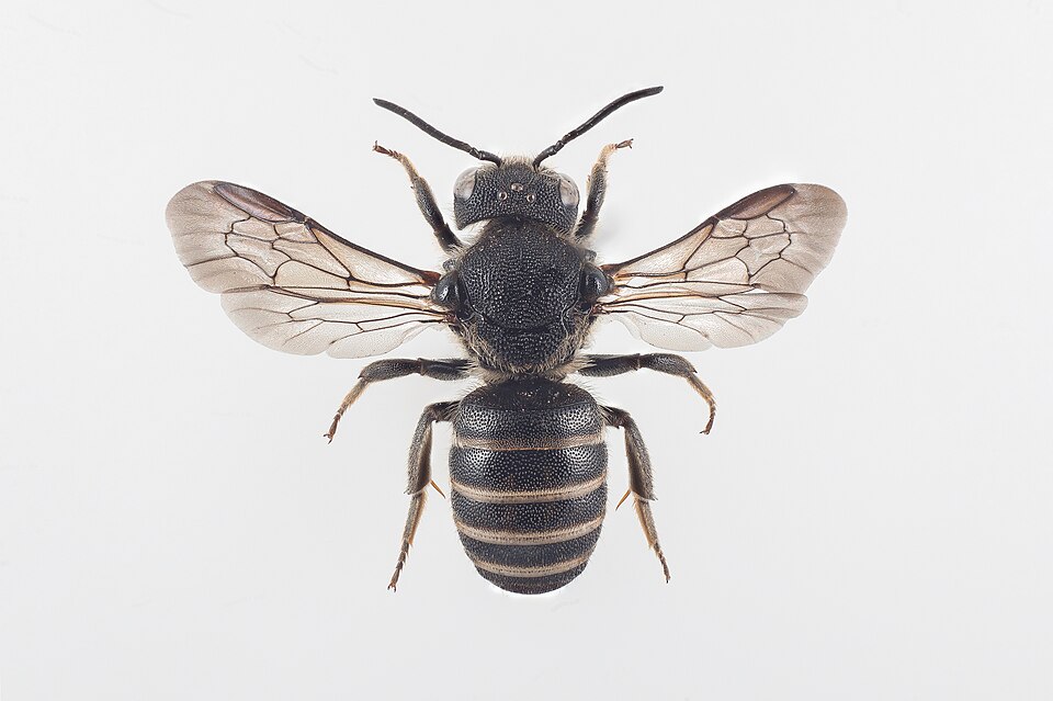 Punktierte Düsterbiene