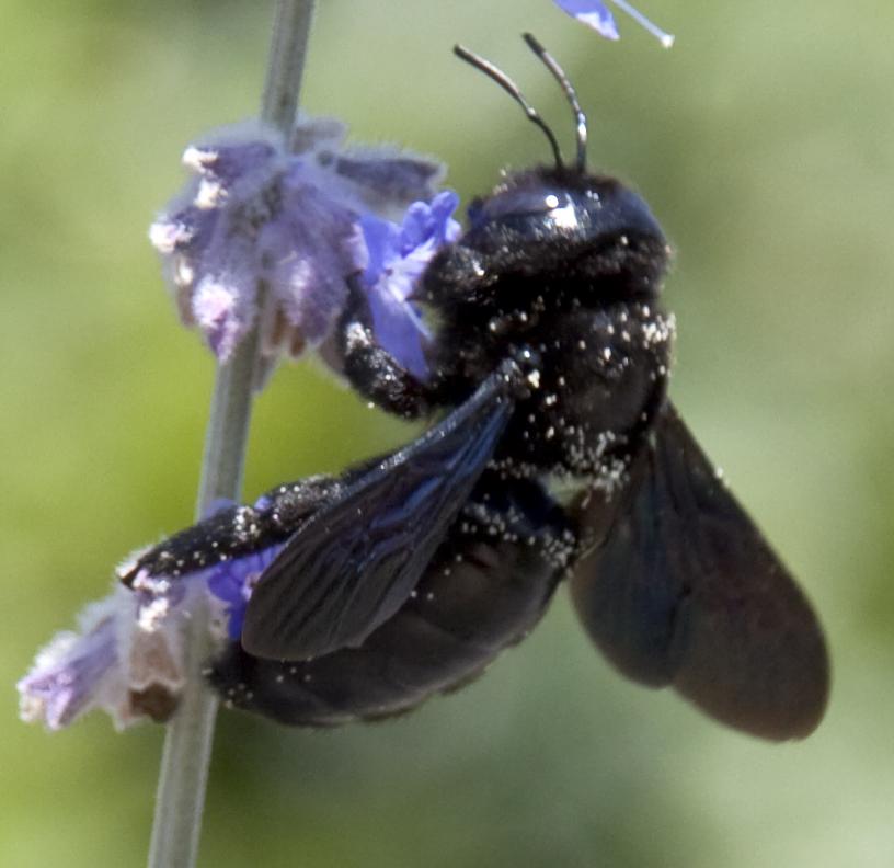 Blauschwarze Holzbiene